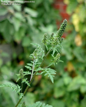 ragweed